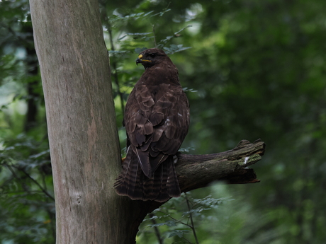 Buizerd
