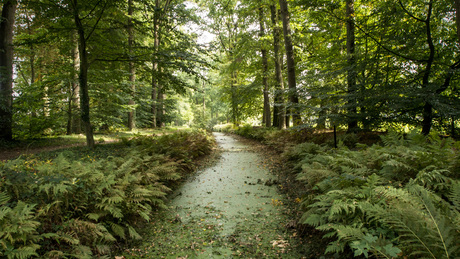 Groene beek