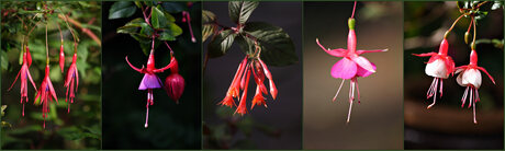 Fuchsia