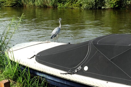 P1250912  Schipluiden  Reiger  op wacht   2 aug 2024  