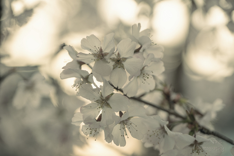Pastel bloesem
