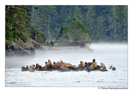 Sealions in the Mist