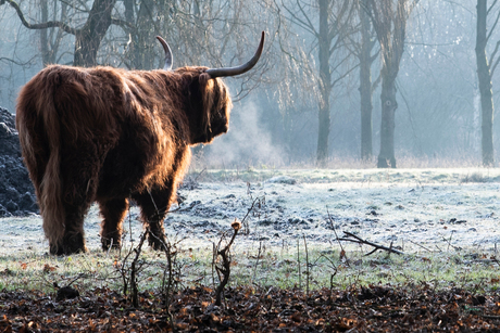 Schotse Hooglander