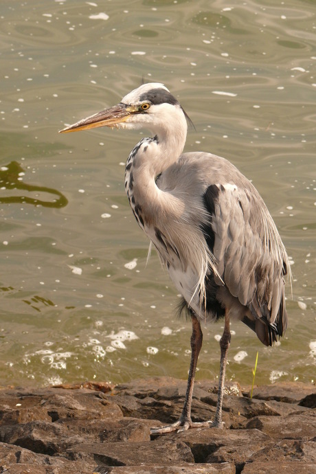 reiger