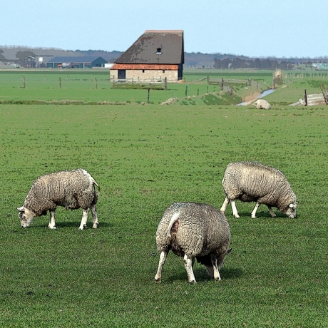 Schapen op texel