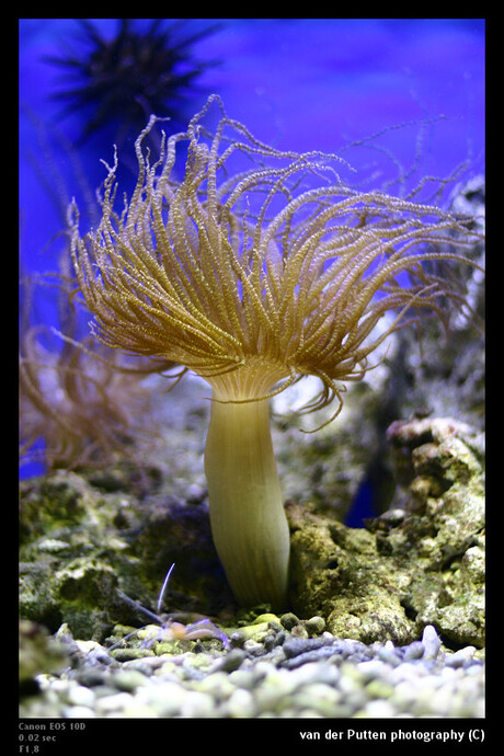 Onderwater Palm