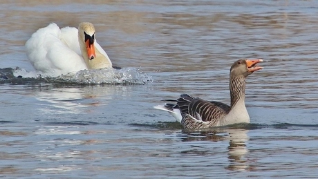 Zwaan verjaagt gans