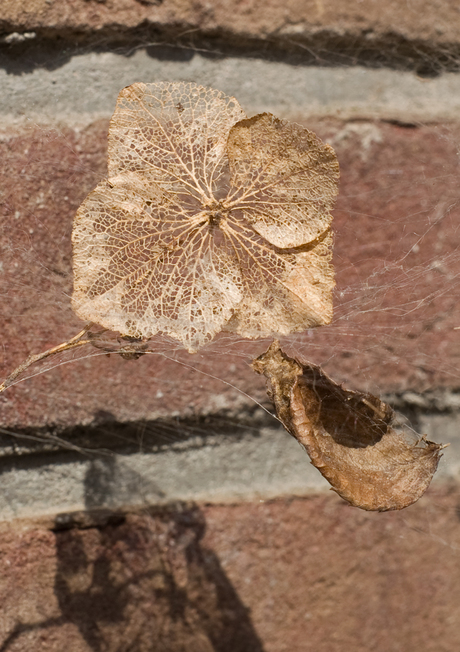 Hortensia in spinnenweb