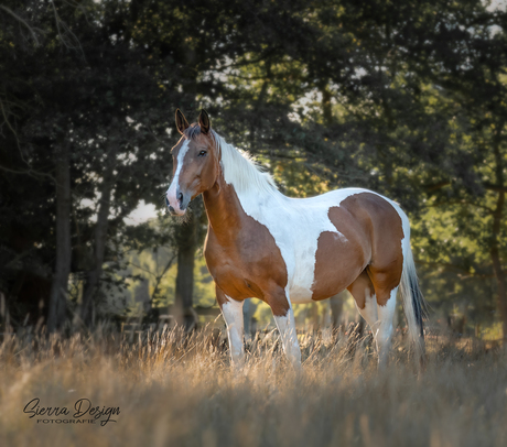 Bont paard in het avondlicht