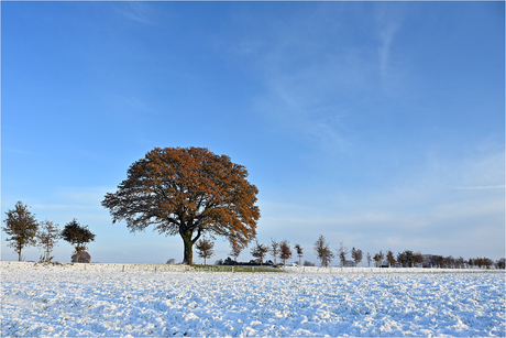 Herfstsneeuw [231]