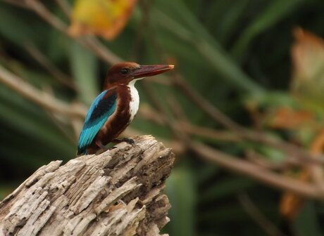 White Throated Kingfisher