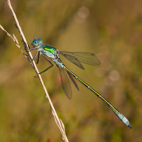 Tangpantserjuffer. ♂