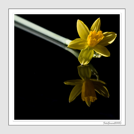 Narcisje