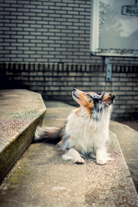 sniffing up the city life