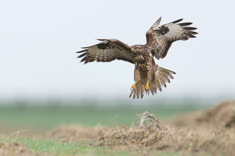 Buizerd