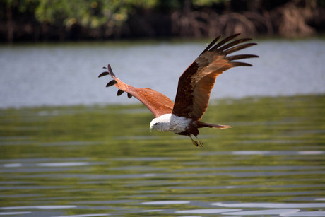 Brahminy Kite