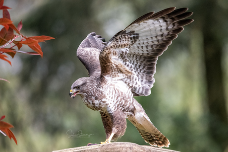 Buizerd 