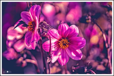 Dahlia coccinea, Edible Breeding