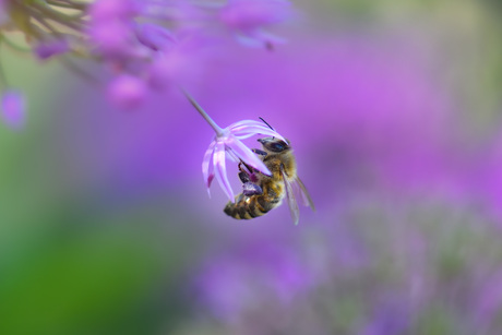 Honingbij tussen de paarse bloemen