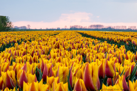 Tulpen geel