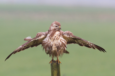 Spread your wings!