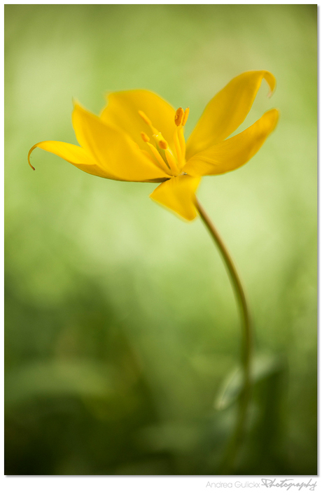 Tulip tenderness