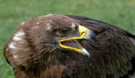 Buizerd