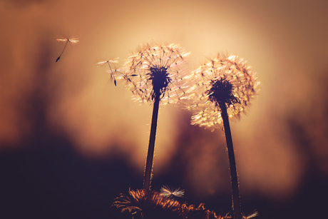 Avondzon - silhouet paardenbloem