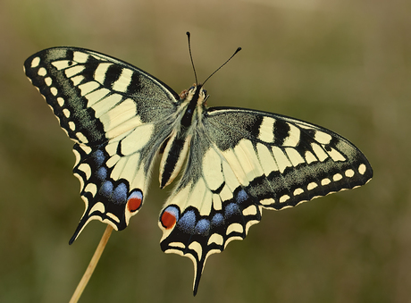 Queen of the butterflies