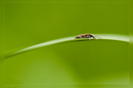 Alone in a World of Green