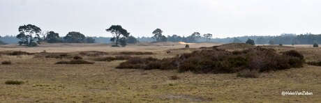 Mooi stukje natuur in Nationaal Park de Hoge Veluwe