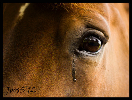 sad horse.jpg