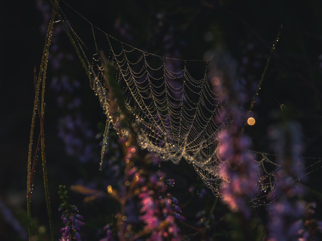 Spinnenweb in de heide