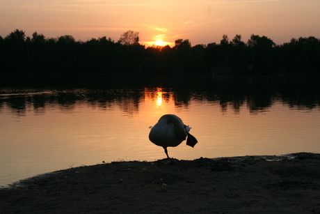 zwaan bij zonsondergang