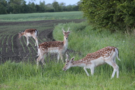 Wild op Walcheren