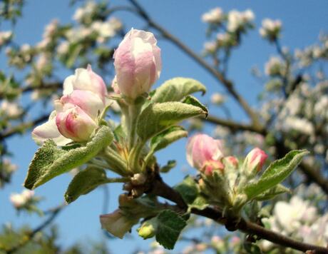 Lentebloemen