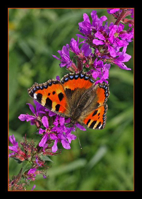 Vlinder in Zwolle