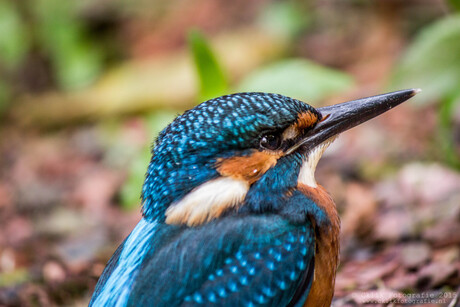 IJsvogel