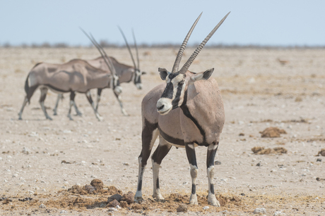 The King of the desert (gemsbok)