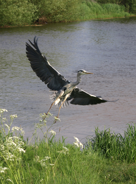 Reiger