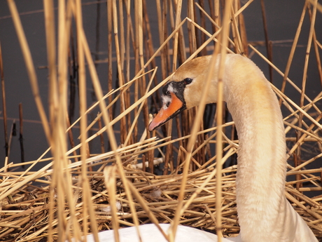 zwaan op nest