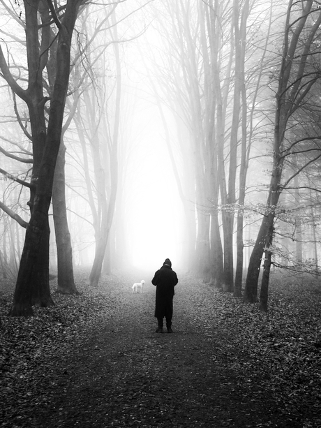 Mist in het bos