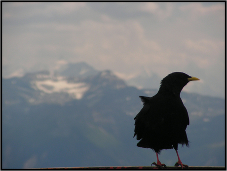 Vogel in de Alpen