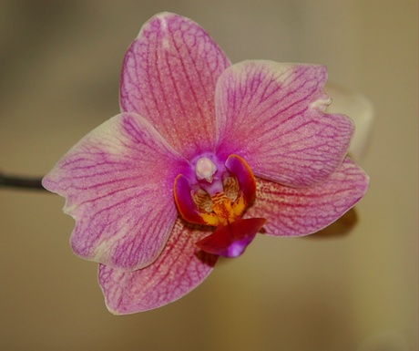 een orchidee