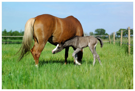 Hudson Welsh Pony