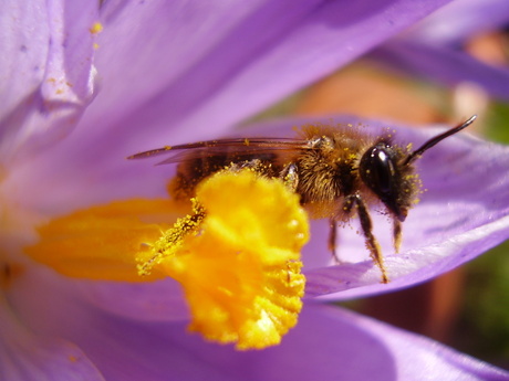 bij op krokus