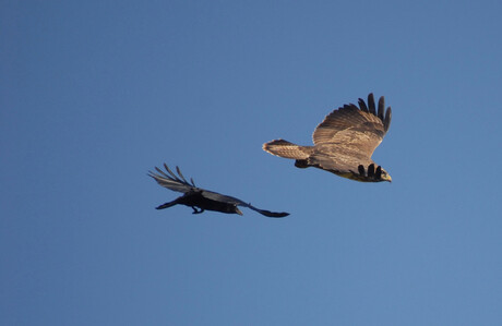 Buizerd belaagd door kraai