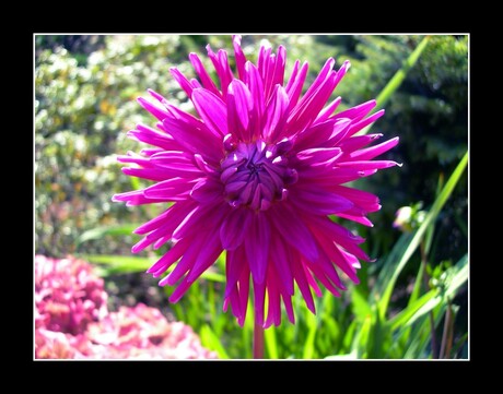 The purple dahlia.