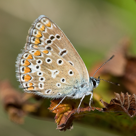 icarus blauwtje