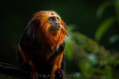 Golden Headed Lion Tamarin